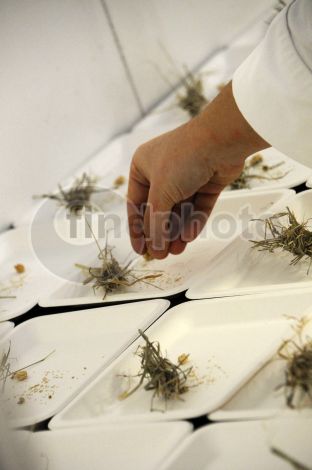 dettaglio immagine DSC_6458