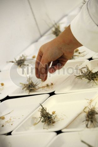 dettaglio immagine DSC_6459