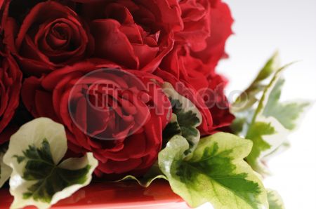 dettaglio immagine _DSC0252