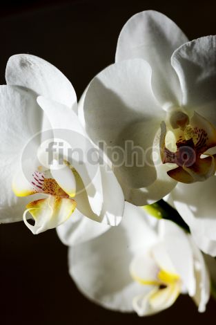 dettaglio immagine 075