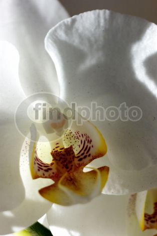 dettaglio immagine 076