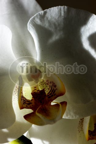 dettaglio immagine 077