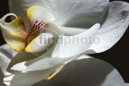 dettaglio immagine 079