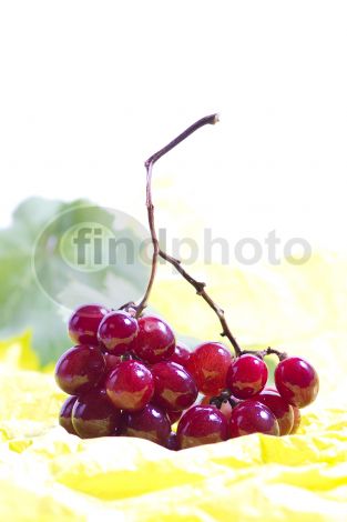 dettaglio immagine FR-81