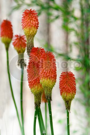 dettaglio immagine 11072011-parco natura viva-55-Modifica