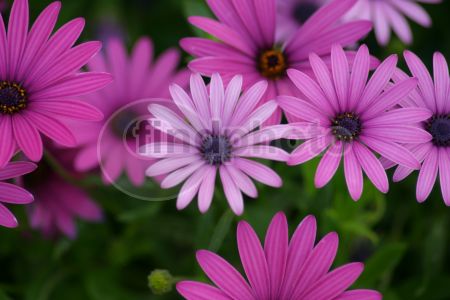 dettaglio immagine Fiori