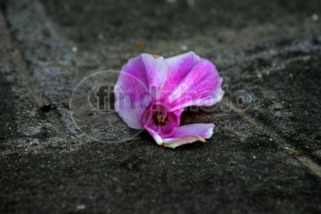 dettaglio immagine Ciclamino