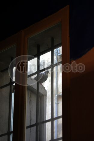 dettaglio immagine Piccione