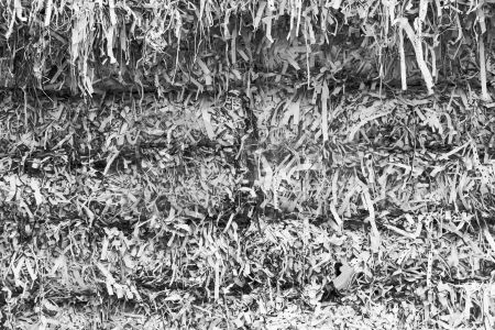 dettaglio immagine IMG_9700-110811-2